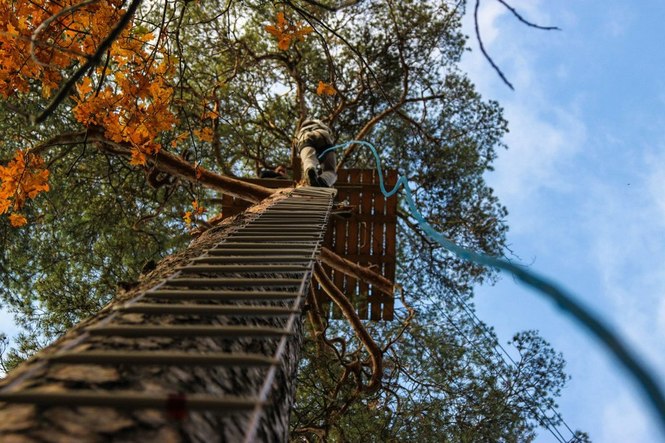Прыжки с дерева - лестница наверх